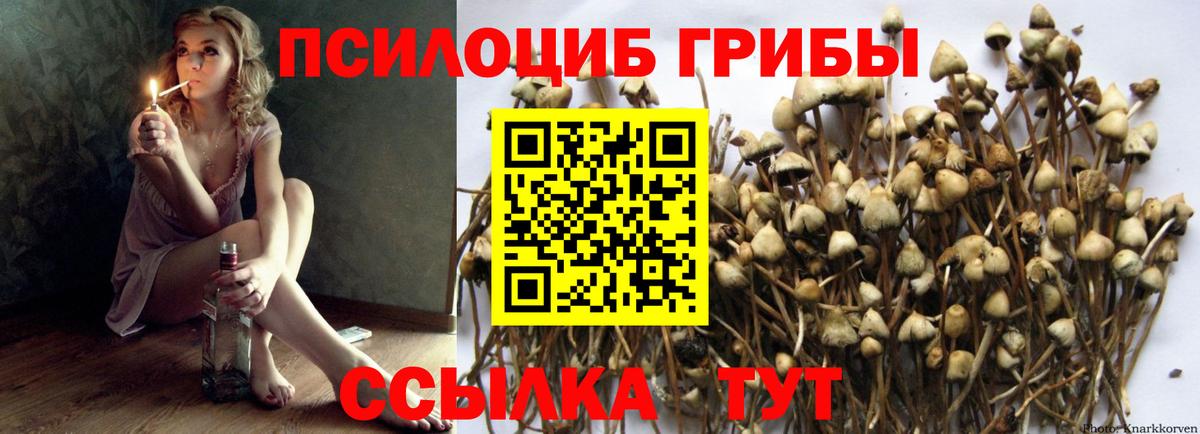 Сунжа  купить наркотики цена  Вход с VPN  Псилоцибиновые грибы мицелий 